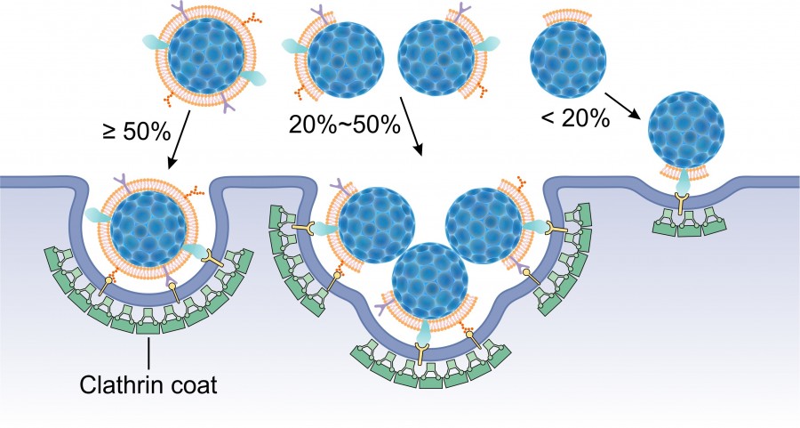 Schematic illustration of a possible endocytic entry mechanism for partially coated NPs.