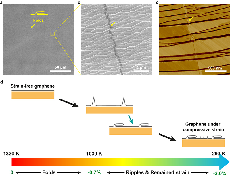 (a, b) SEM images and (c) AFM phase image of graphene folds in an adlayer-free single-crystal graphene film on a Cu(111) foil