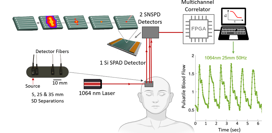 The figure shows the setup for blood flow measurement using SNSPD- and SPAD-based DCS devices.