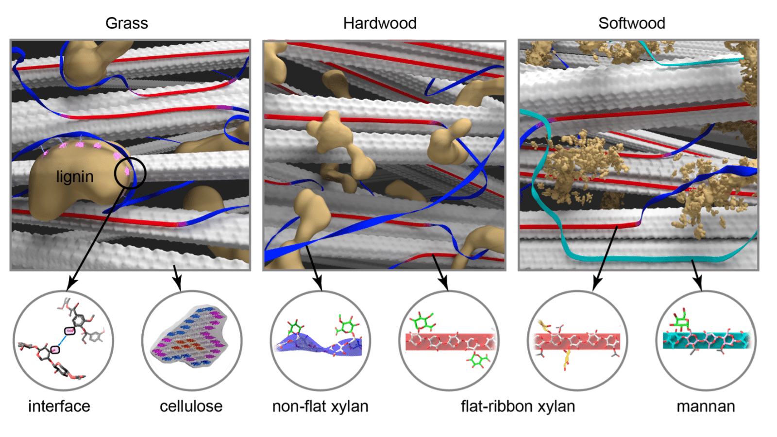 Plant biomass constructed by carbohydrate and aromatic components