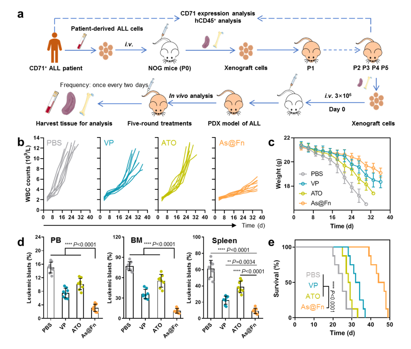 Potent anti-leukemia activity of As@Fn in patient-derived xenograft model