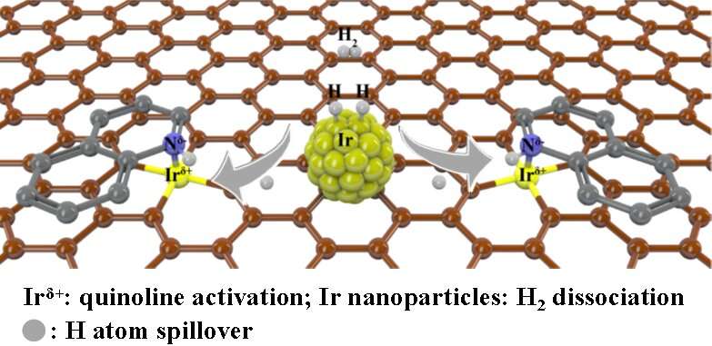 Synergistic iridium single atoms and nanoparticles catalyst exhibits unprecedentedly activity for quinoline hydrogenation.