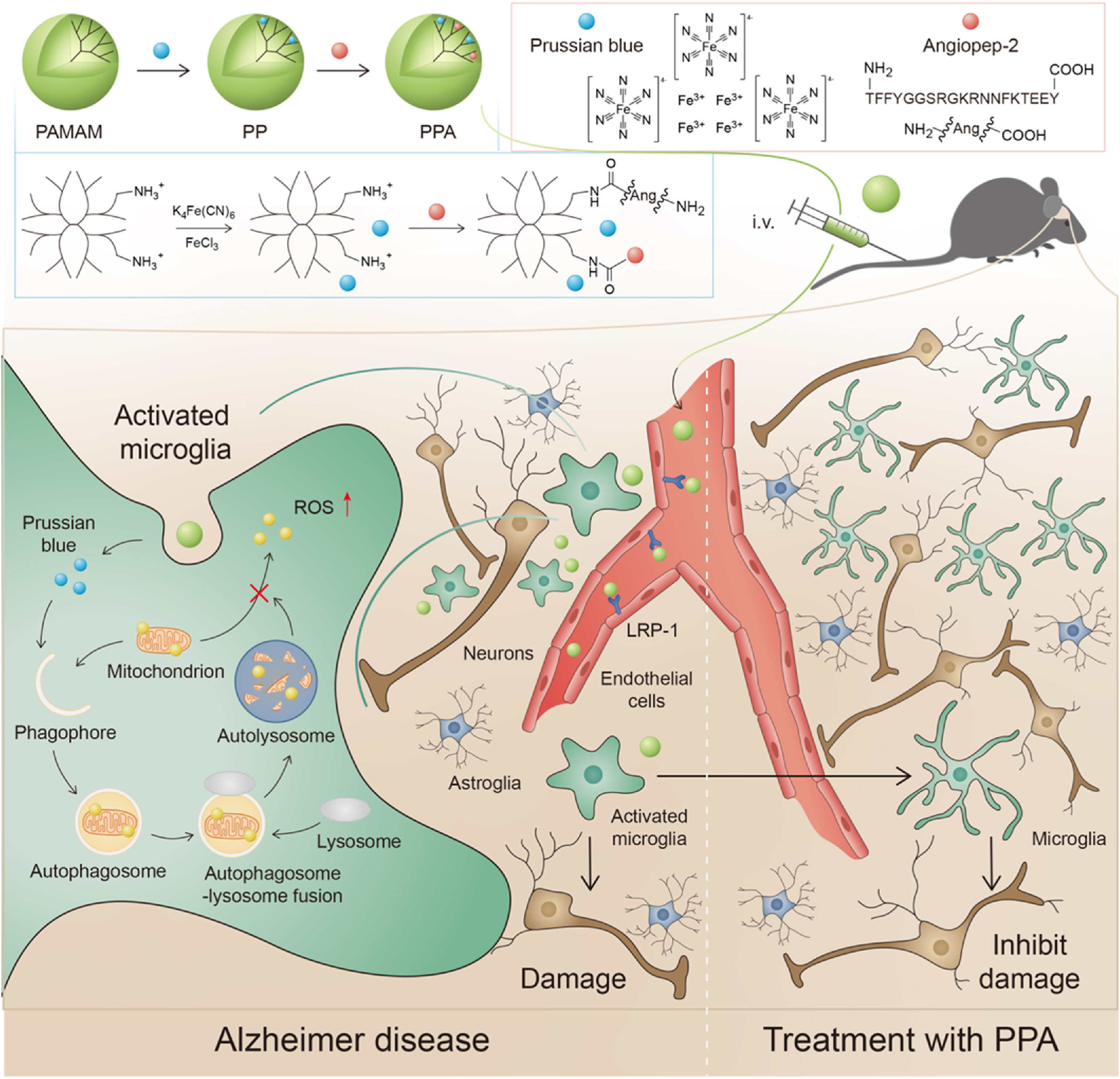 Illustration of the microglia induced AD microenvironment and mechanisms of regulating the metabolism of microglia through activating mitophagy.