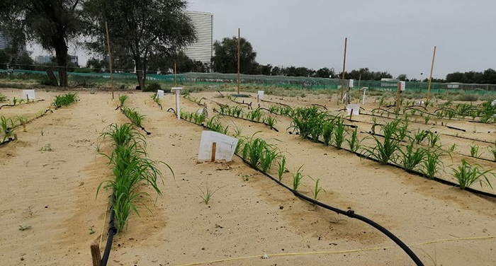 This plot now grows corn in a place where little else grew before