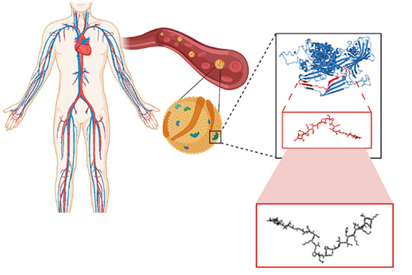 The antimicrobial peptides the researchers studied are “encrypted” in that they are contained within Apolipoprotein B,