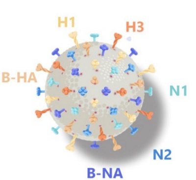 The team attached to the nanoliposome (globe above) a total of six proteins – three each from two different protein groups, hemagglutinins and neuraminidases – representing the H1N1, H3N2 and type B strains of influenza.