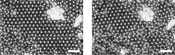 Optical images of truncated tetrahedrons forming two large hexagonal grains at an anti-phase boundary (left), and transforming into a quasi-diamond phase that initiated at the anti-phase boundary (right).