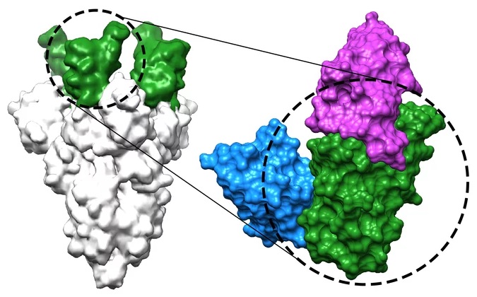 Two of the newly developed nanobodies (blue and magenta) bind to the receptor-binding domain (green)