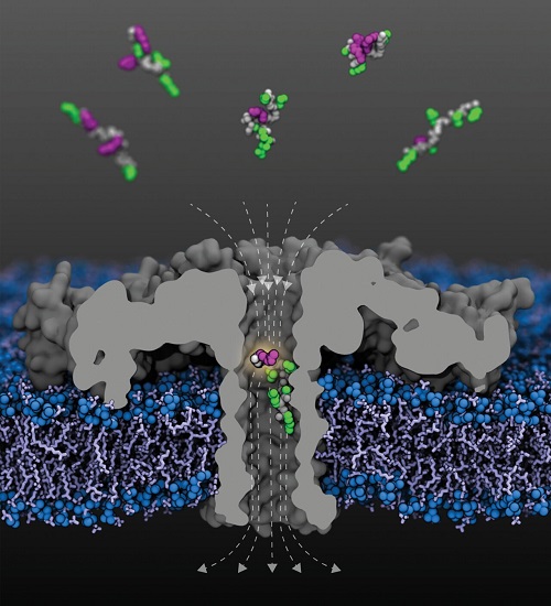 Cut-open view of the modified (R220S) aerolysin pore (gray) with field lines (dashed) in a lipid membrane