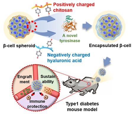 South Korean Team To Develop Nanofilm Based Cell Cage Technology Statnano