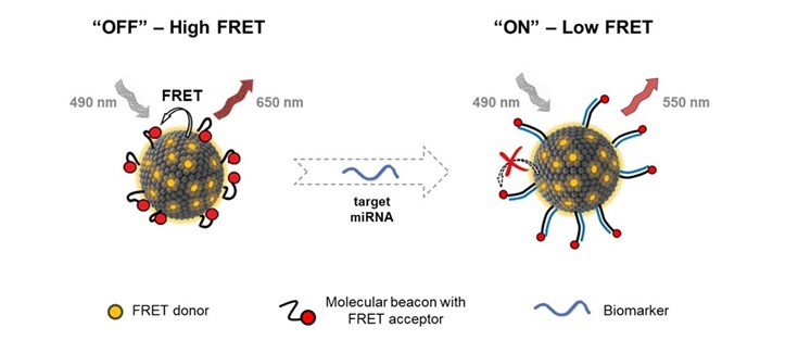 DNA-grafted QS nanovesicles