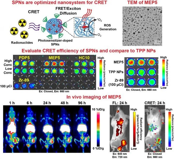 Semiconducting polymer nanoparticles amplify and harness Cerenkov luminescence for cancer theranostics