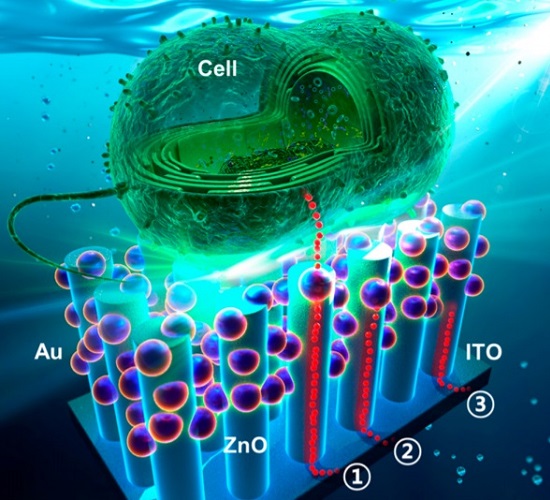 Schematic illustration of the broadband multifunctional living solar cell