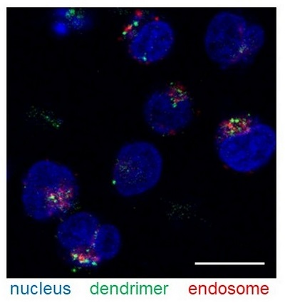 Dendrimers in T cells. Detailed microscopic imaging showing the intracellular distribution of carboxy-terminal Phe- and CHex-modified dendrimers into T cells