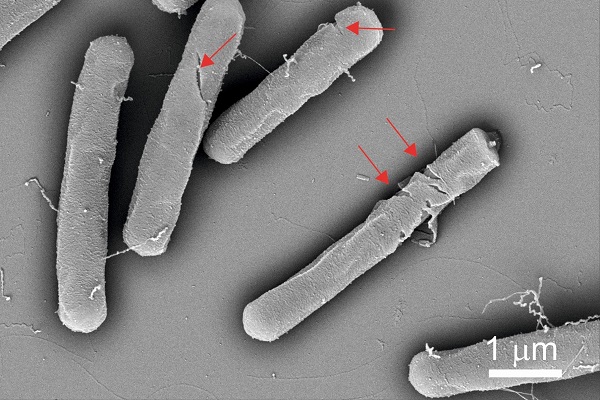 Bacillus subtilis bacteria after the application of LPPO.