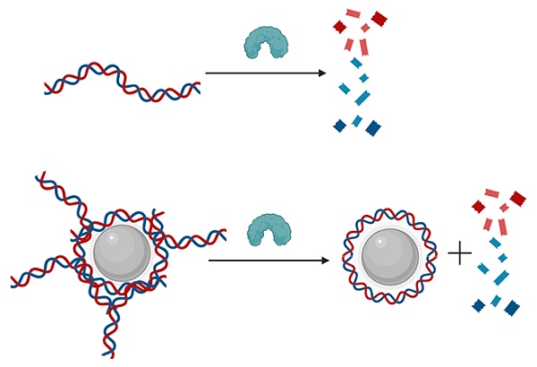 Normally, the enzyme DNase cuts cell-free DNA into tiny pieces (top)