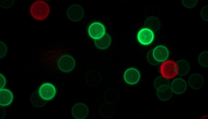 A microscopy image of fluorescent nanodiamonds