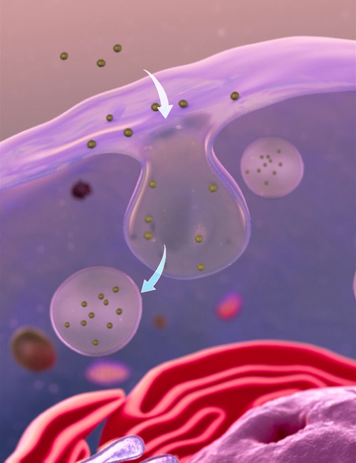 In order to gain entry to a cell, nanoparticles can be engulfed by the membrane surrounding the cell, forming bubble-like vesicles - endocytosis.