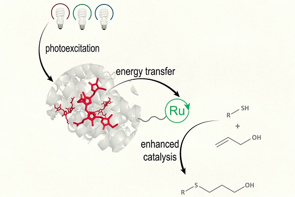 This schematic of the new type of catalyst shows that photoexcitation of pigments (red) at any wavelength leads to energy transfer (green), which can catalyze reactions