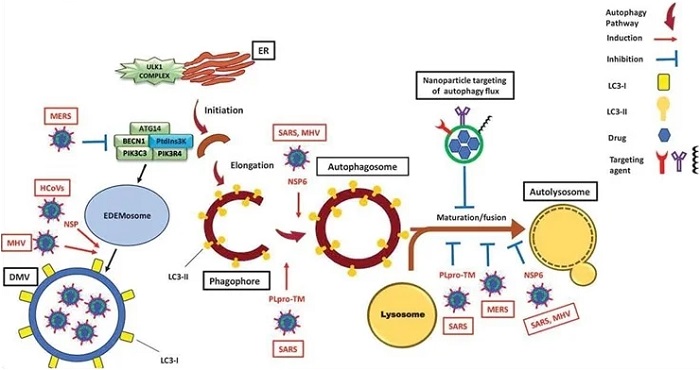 Modulation of the autophagy pathway by coronaviruses and proposal of novel smart drug-loaded nanoparticles to target this pathway to combat COVID-19