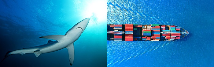 Mimicking shark skin could help reduce drag on ships