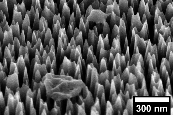 A virus on the nano spiked silicon surface, magnified 65,000 times. After six hours it has been completely destroyed.