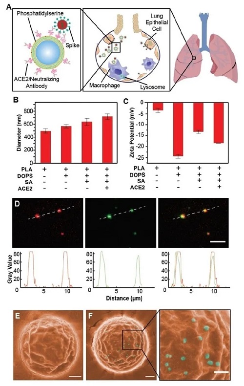 Schematic design, synthesis, and characterization of Nanotraps for SARS-CoV-2.