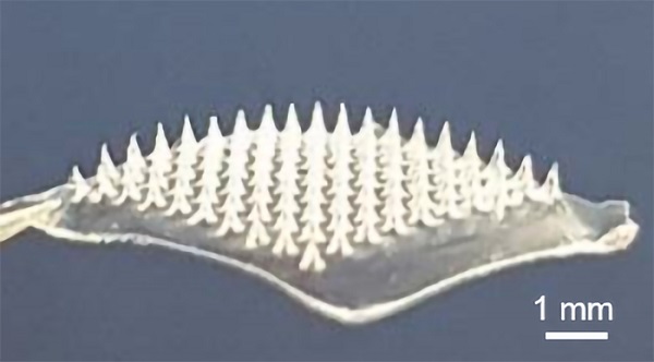 This microneedle patch could someday replace a needle for delivering COVID-19 vaccines
