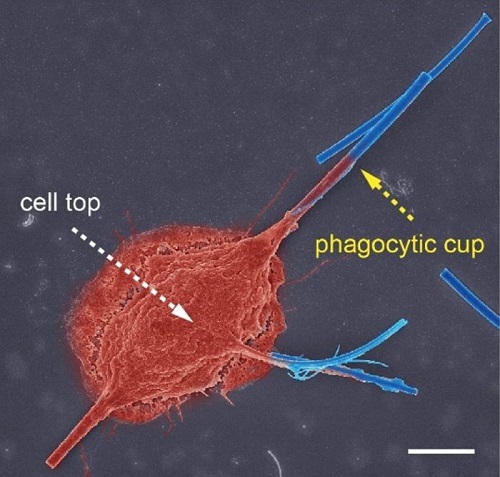 Pseudo-coloured scanning electron microscopy image: phagocytosis by a macrophage (red) of glass nanofibres (blue) after 12 h of frustrated phagocytosis; scale bar, 5 μm.
