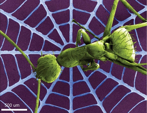 A scanning electron microscope image of a spider web structure made of the new wide bandgap material, featuring a real ant for scale.