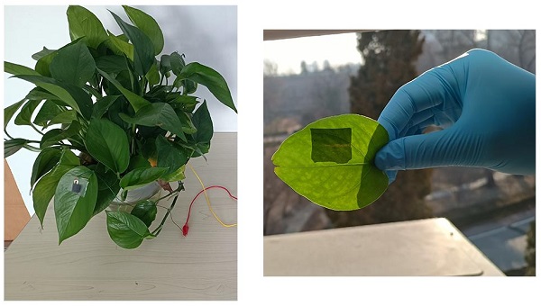 When applied to a houseplant, a stretchy triboelectric nanogenerator (TENG) sensor can detect an intruder passing through by sensing the wind the person creates