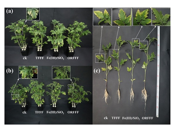 Digital photographs of tomato seedlings in different growth periods ((a) before fertilizer spraying, (b) after simulating twice rain washes, (c) harvest) sprayed with deionized water, TFFF, Fe(III)/SiO2, and ORFFF solution.