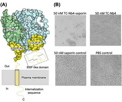 (A) X-​ray structure of the nanobody(TC-​Nb4)-​target complex: The nanobody TC-​Nb4 (green) specifically binds to the interface of the vitamin B12-​carrier protein transcobalamin (TC) (cyan)