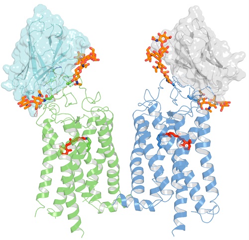 This image depicts the crystal structure of two nanobodies binding to a rhodopsin dimer. The rhodopsin molecules are shown in green and blue, with 11-cis-retinal displayed in red. The figure emphasizes the significant interactions between the nanobodies (represented in a semi-transparent surface cartoon) and the extracellular surface of rhodopsin, including its N-terminal glycans highlighted in orange.