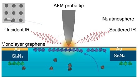 Researchers at Lawrence Berkeley National Laboratory used a combination of imaging modalities to observe how the self-assembly of the proteins in a liquid environment was affected by environmental conditions in the surrounding liquid
