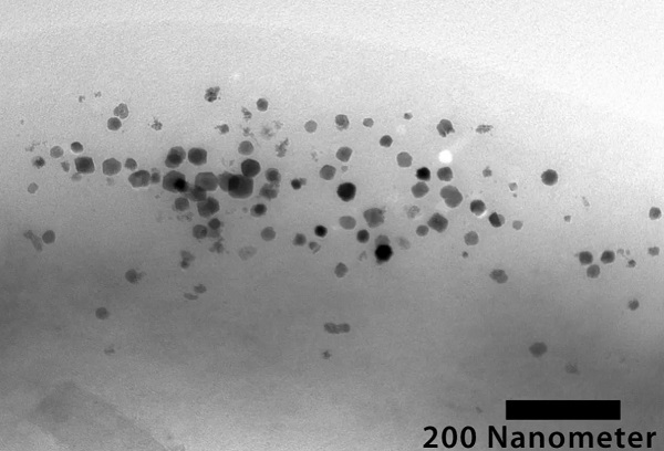 Electron micrograph of magnetic nanoparticles in the cell of a transgenic bacterium of the bacterial species Blastochloris viridis.