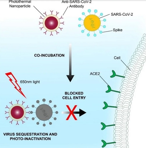 Nanoparticles with neutralizing antibodies can inactivate SARS-CoV-2