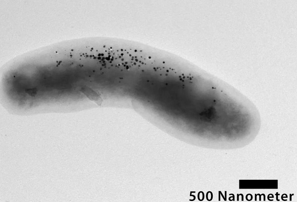 Electron micrograph of a transgenic bacterium of the bacterial species Blastochloris viridis producing magnetic nanoparticles.
