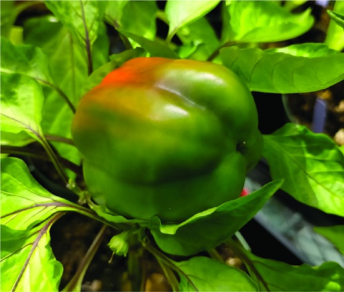 The team performed a small-scale field trial on the vegetable capsicum to assess the growth-promoting efficiency of their zin-containing complex under field conditions.