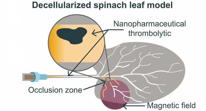 Decellularized spinach leaf model. Illustration from the article