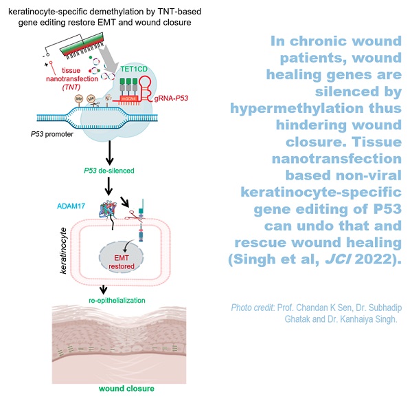 tissue nanotransfection research paper