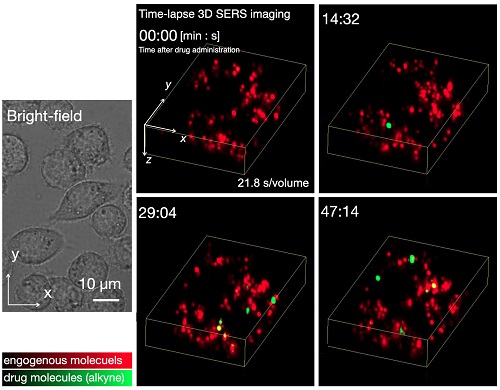 Time-lapse 3D SERS imaging of small-molecule uptake by live cells