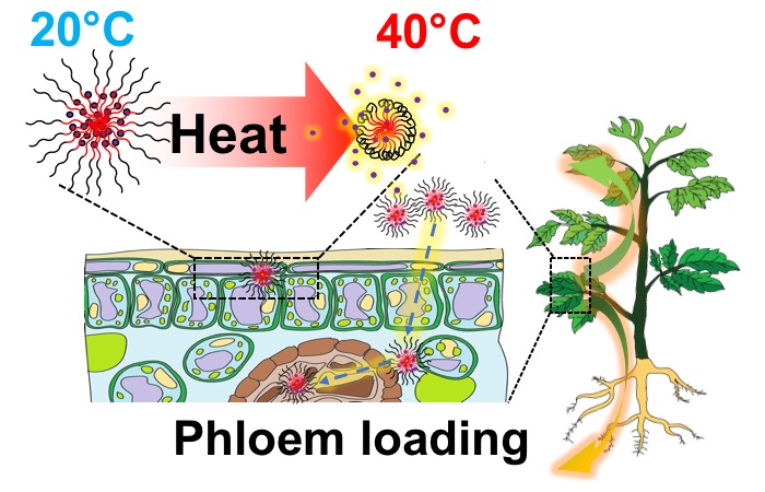 NPs are absorbed into the plant and release their contents under high temperature conditions