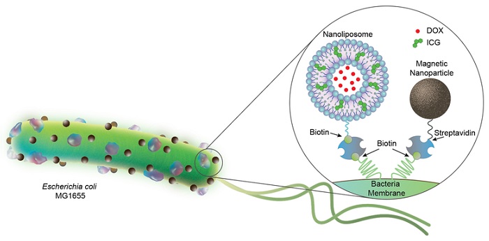Bacterial biohybrids carrying nanoliposomes (200 nm) and magnetic nanoparticles