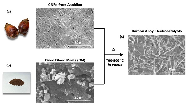 The fabrication of catalysts from sea pineapple shell cellulose nanofibers along with dried blood meal
