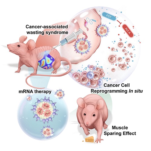 Graphic depicting therapy in mouse model