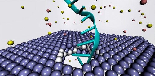 MXene's superior mechanical ability, and thermal and chemical stability, make it a strong option for solid-state, nanopore DNA sequencing