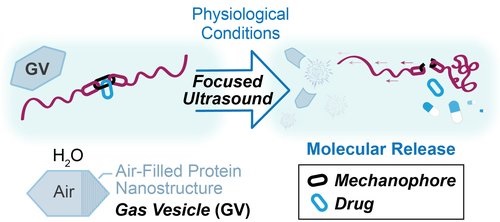 In the presence of ultrasound, gas vesicles rupture, and in doing so, break apart molecules known as mechanophores that release a smaller, desired molecule.