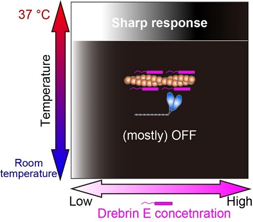Our study revealed that the regulation of actin-myosin interaction by drebrin E is efficient only at the physiological temperature