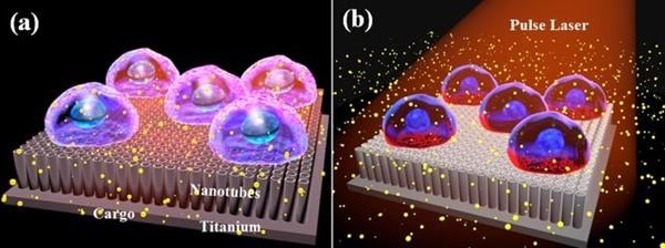 Pictorial representation of (a) cells cultured on top of titanium oxide nanotubes and (b) massively parallel photoporation using the interaction between an array of nanotubes and a pulse laser.